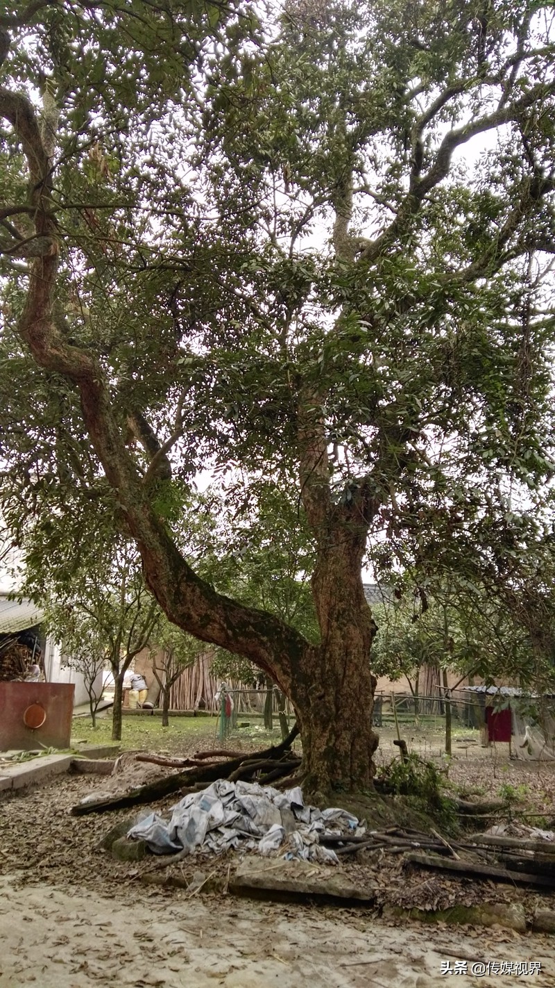 自驾游江津石蟆中坝岛,江津石蟆中坝岛甘蔗林