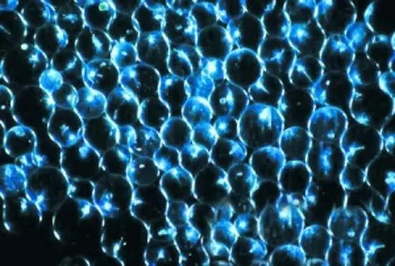 水产养殖业藻类的生命周期,水产养殖常见藻类植物