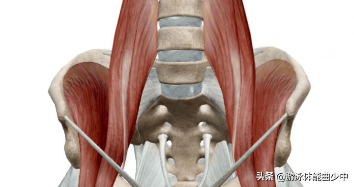 蛙泳的手脚技术动作和练习方法,蛙泳的腿部动作要领图解陆地