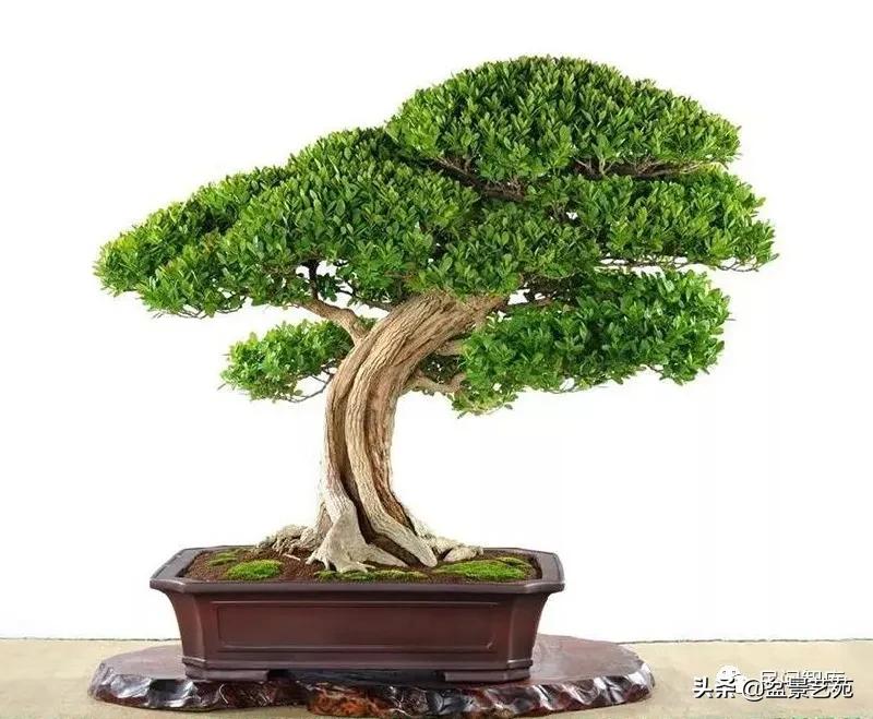 盆景黄杨,赏优美盆景