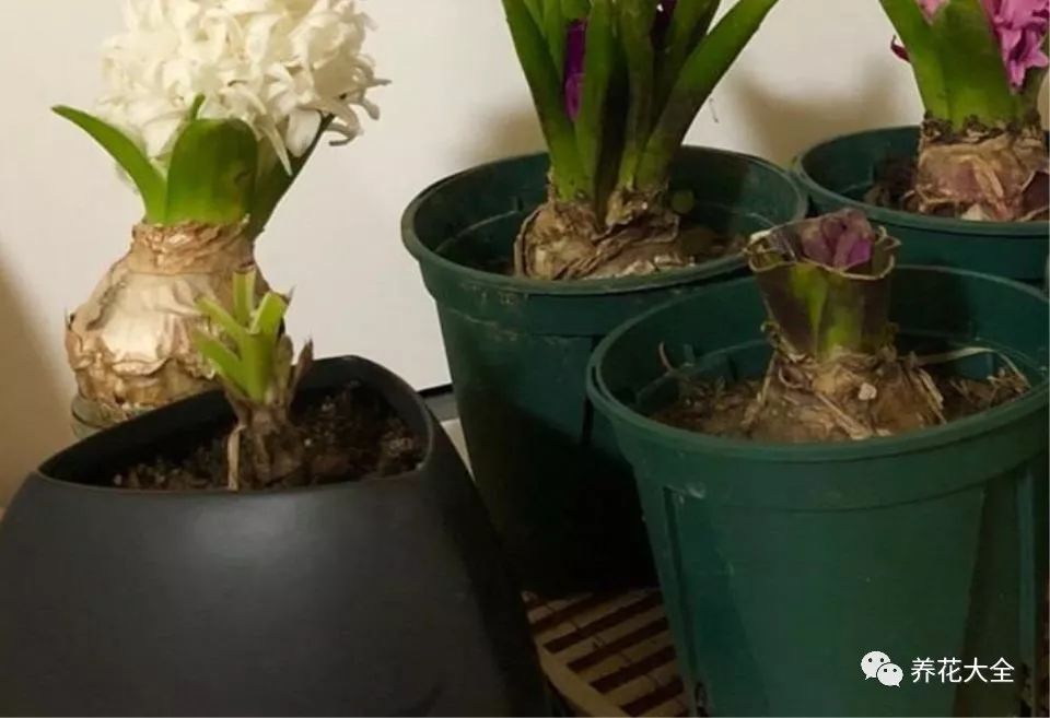 风信子开完花剪掉还会开吗,风信子开完花还可以活吗