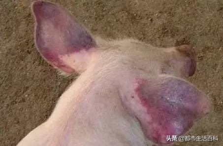 猪耳朵发紫发蓝怎么治疗,猪耳朵发紫不吃食怎么办打什么药