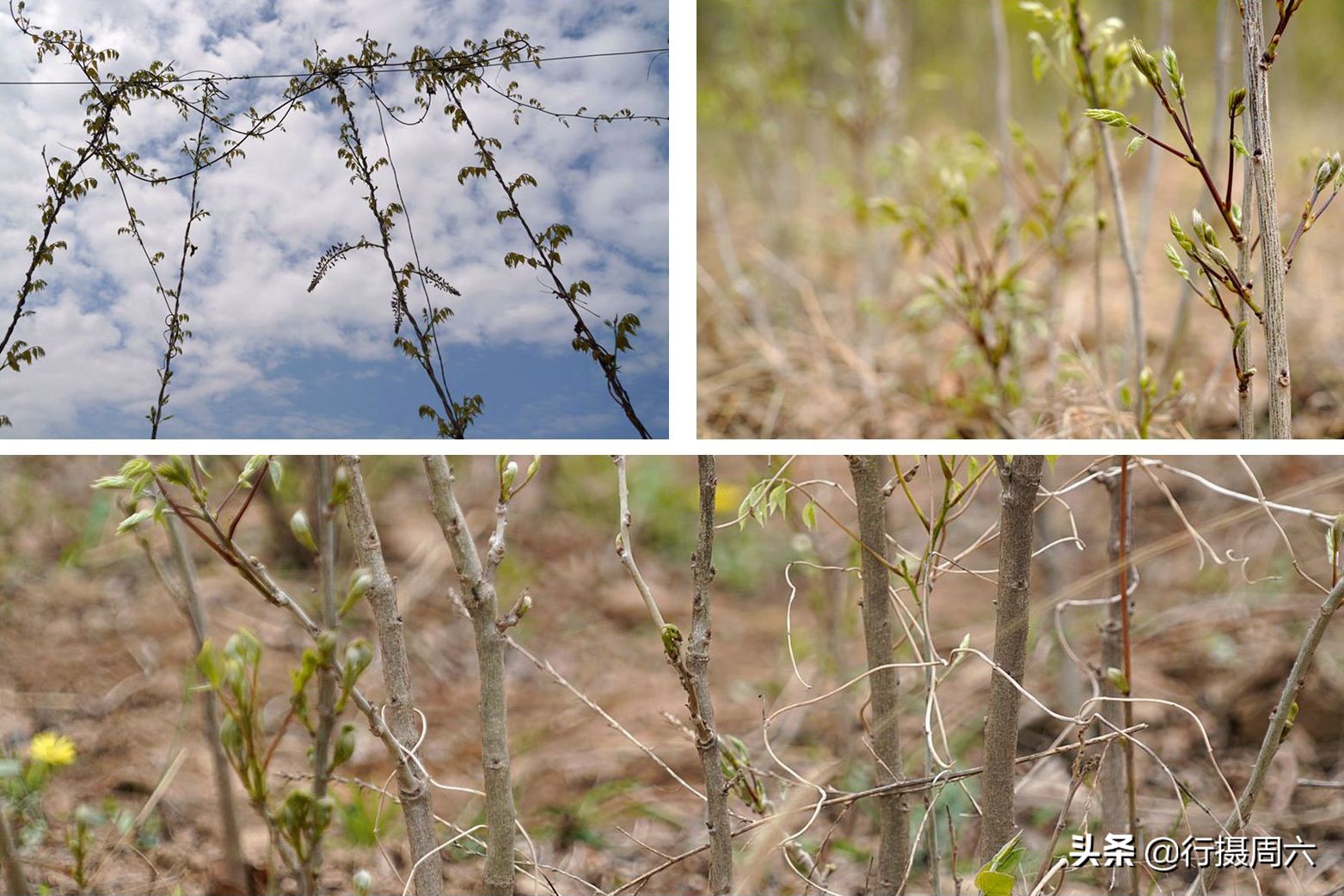 农村创业种植的真实经历,农村山里种植什么赚钱快