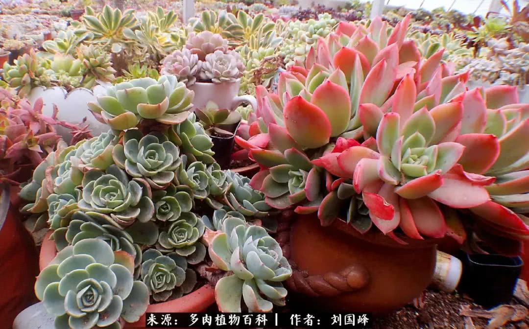 七百元打造的多肉王国，你还缺什么？