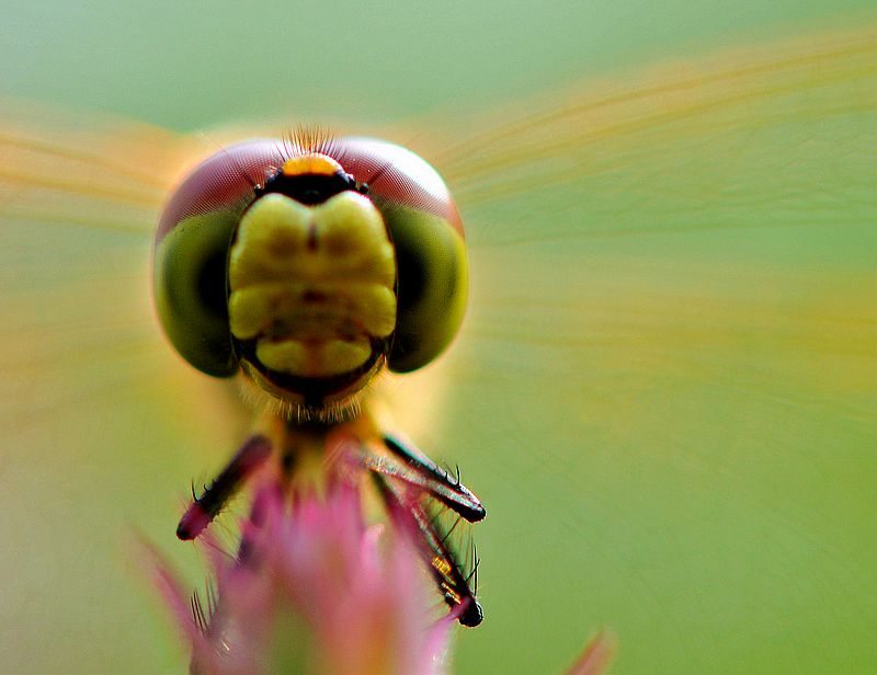 铚昏湏鎭嬭姳鍥剧墖澶у叏,铚昏湏鎭嬭姳鏂囨