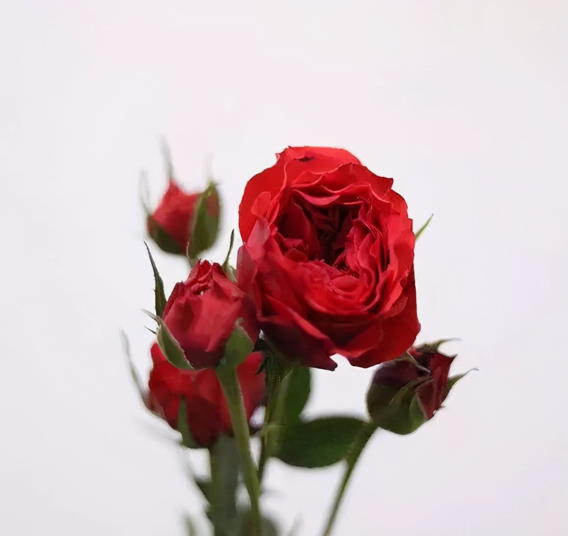 一篇文章带你认识三亚40种花,鲜花图鉴一次性认识30种玫瑰花