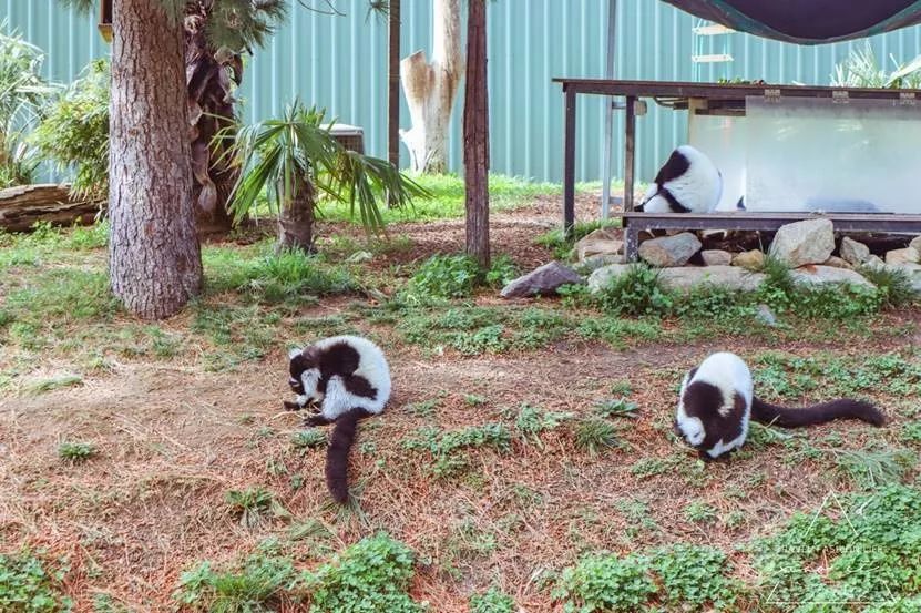 澳洲堪培拉景色,澳洲堪培拉动物园