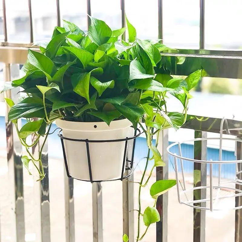 绿萝忘浇水黄叶怎么治疗让它变绿,绿萝文竹总发黄1招让它绿油油