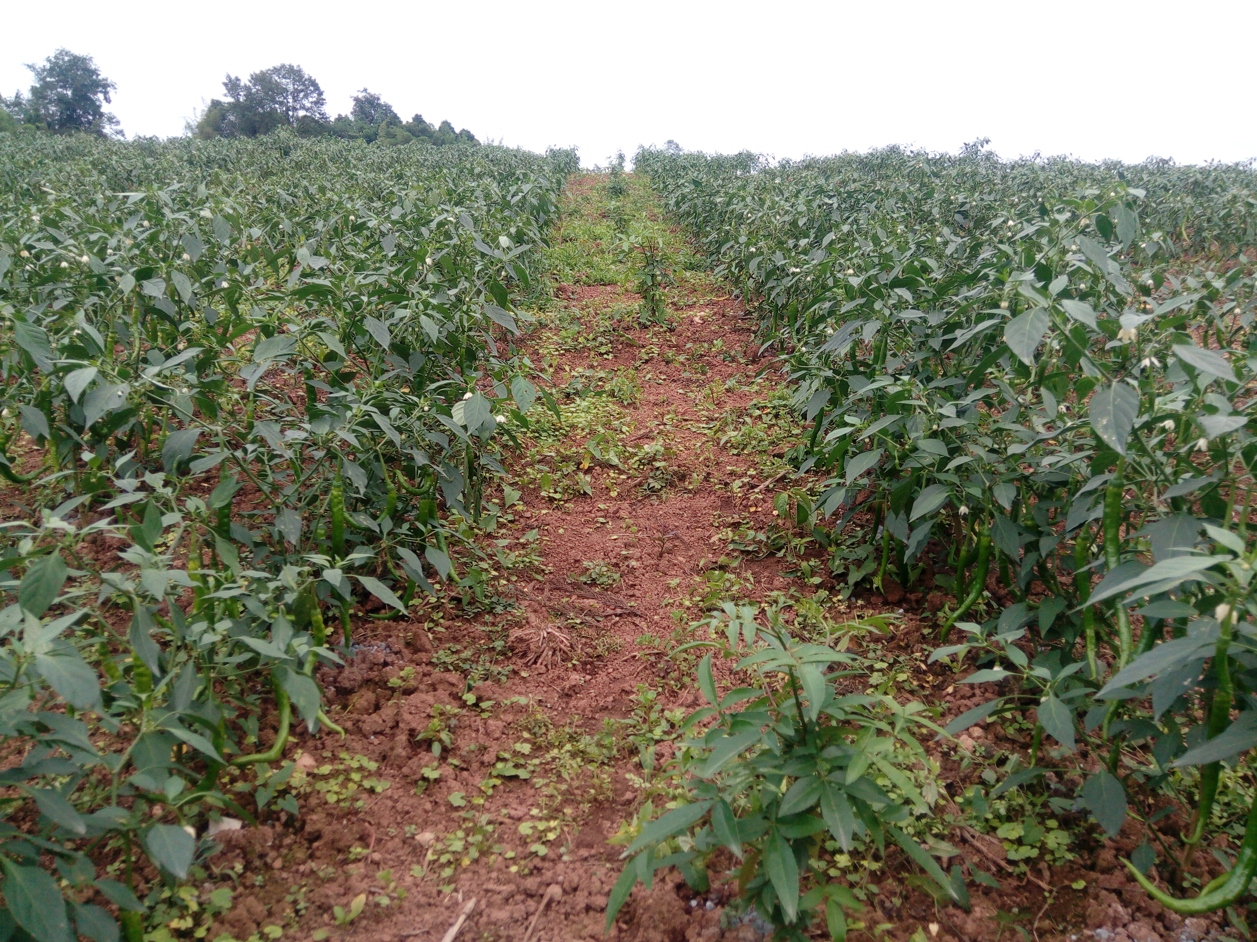 农村创业没钱没项目怎么办,农民创业没钱没地怎么创业