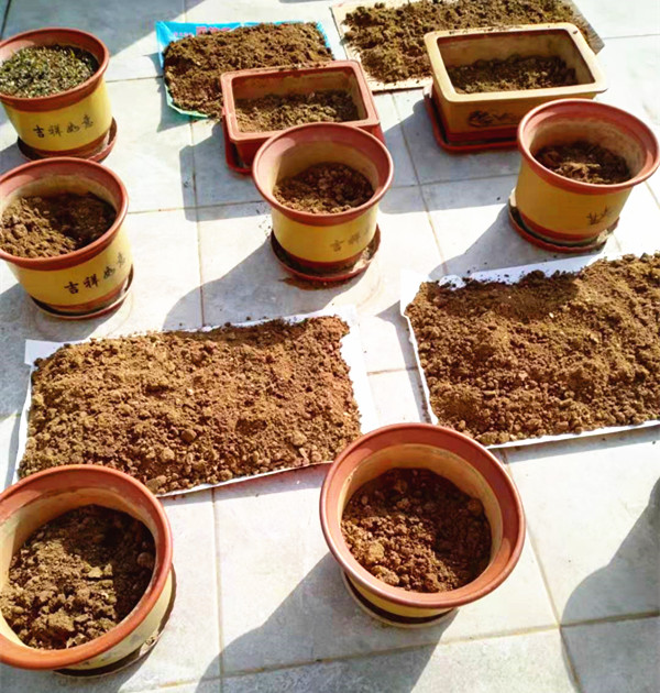 阳台种菜记,阳台种菜后怎样晾晒