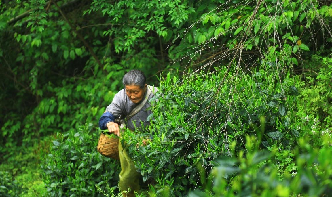 十大名茶中的安徽茶是哪些茶,安徽茶叶中国十大名茶