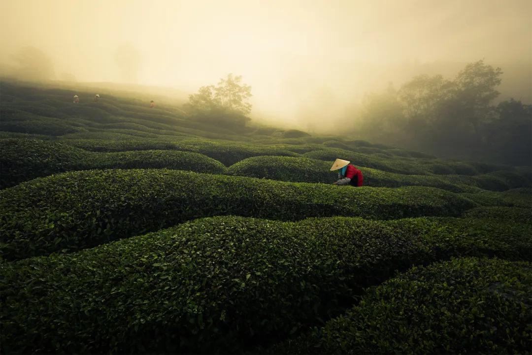 安徽春天美丽的视频,安徽美丽的春天