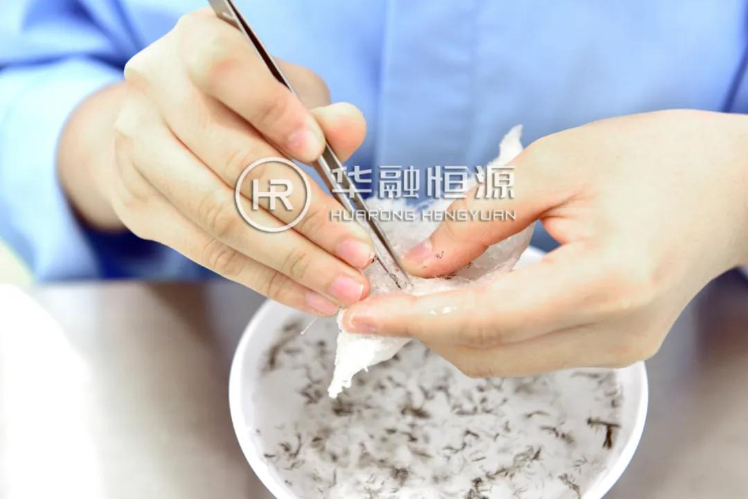 半干挑燕窝还需要挑毛吗,纯手一盏燕窝手工挑毛的过程