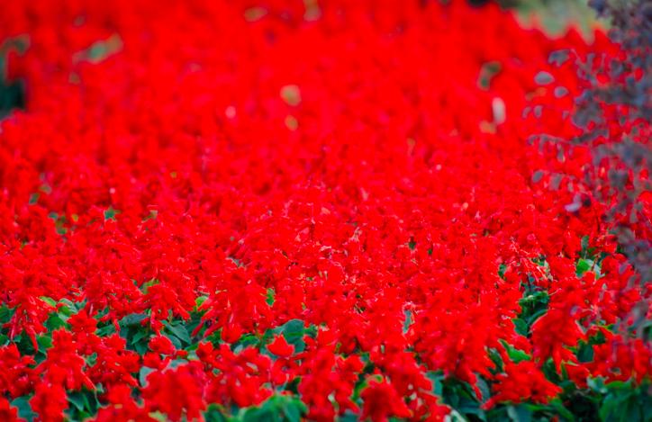 白居易最经典诗句,白居易的最美十首诗