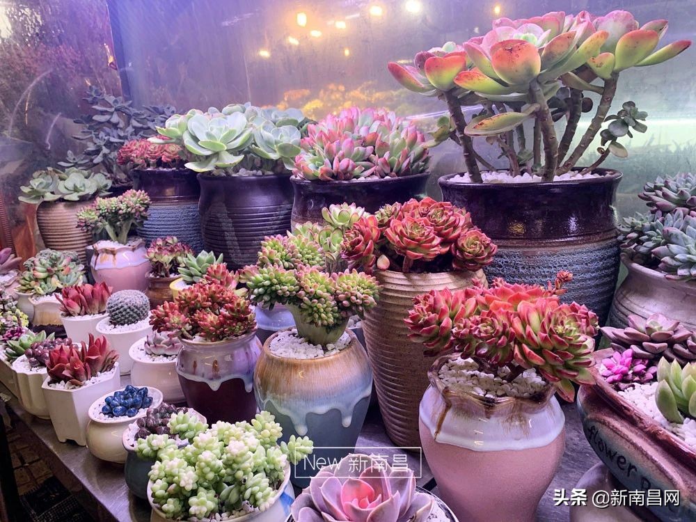 南昌花市有哪些地方,南昌花市批发市场