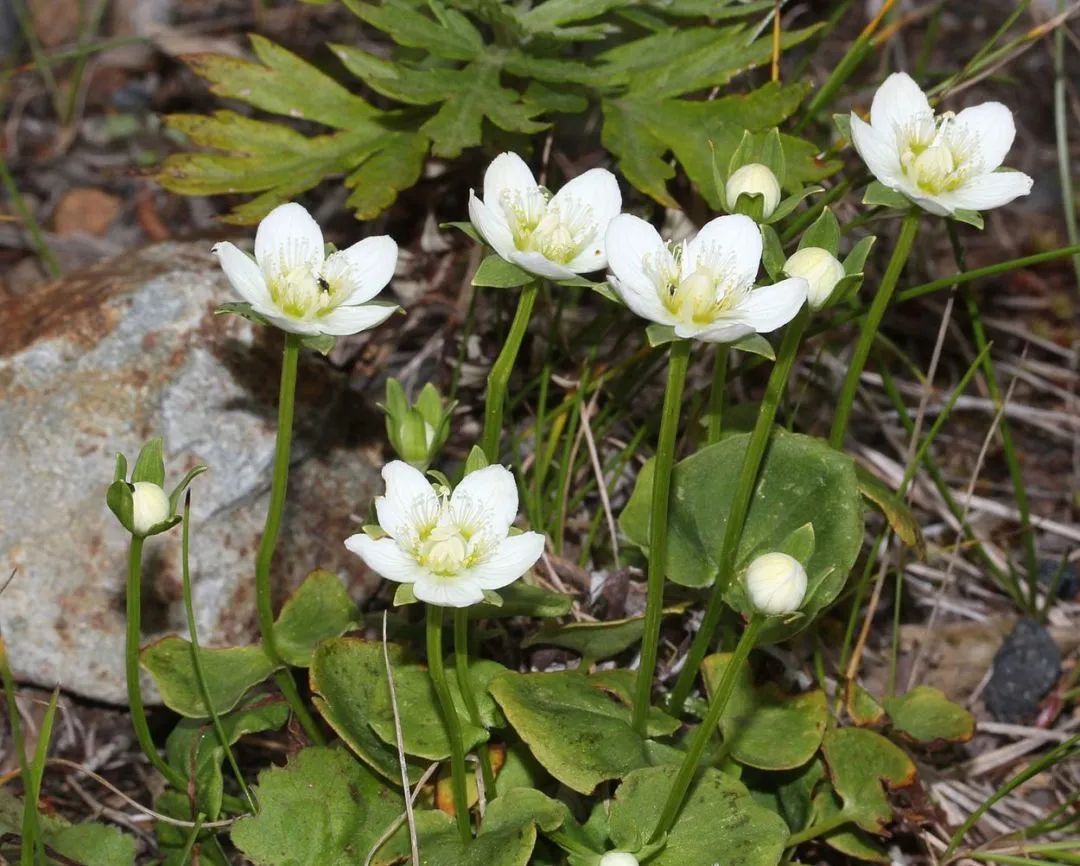 举还是不举？与渣男阿波罗朝夕相处的小花有自己的选择