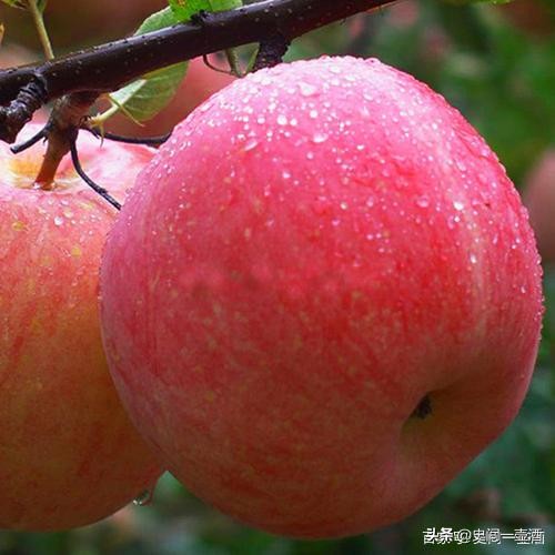 山东烟台龙口苹果红富士脆甜,龙口哪里买正宗红富士苹果