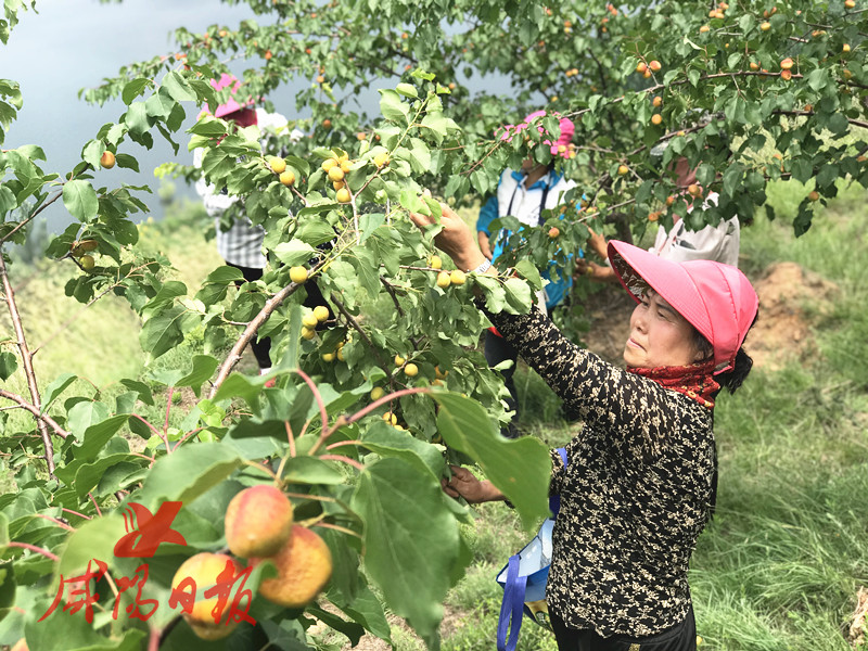 陕西永寿：种下“杏”福果荒山变成“致富山”