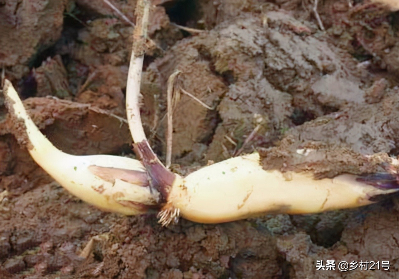 盆栽荷花养殖方法和注意事项,盆栽荷花怎么栽培