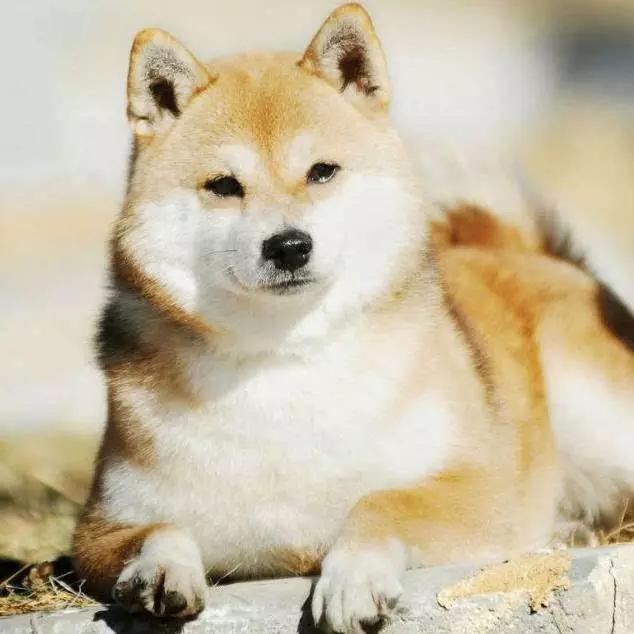 推荐各种狗狗的类型,10种有型罕见的狗狗