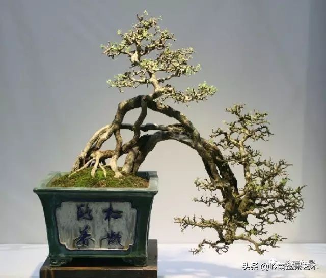 鎮礀缁濆閫㈢敓,鎮礀鐩嗘櫙澶у叏