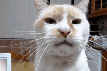 猫过敏会自己好吗,猫过敏会死吗