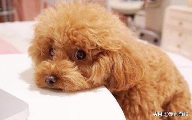 泰迪修剪造型方法与详细步骤,夏季给狗狗修剪毛发