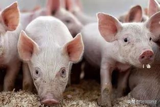 飞天猪未来价格,飞天猪价格今日行情