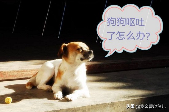 狗狗呕吐带狗狗看病,狗狗出现了呕吐的症状怎么办