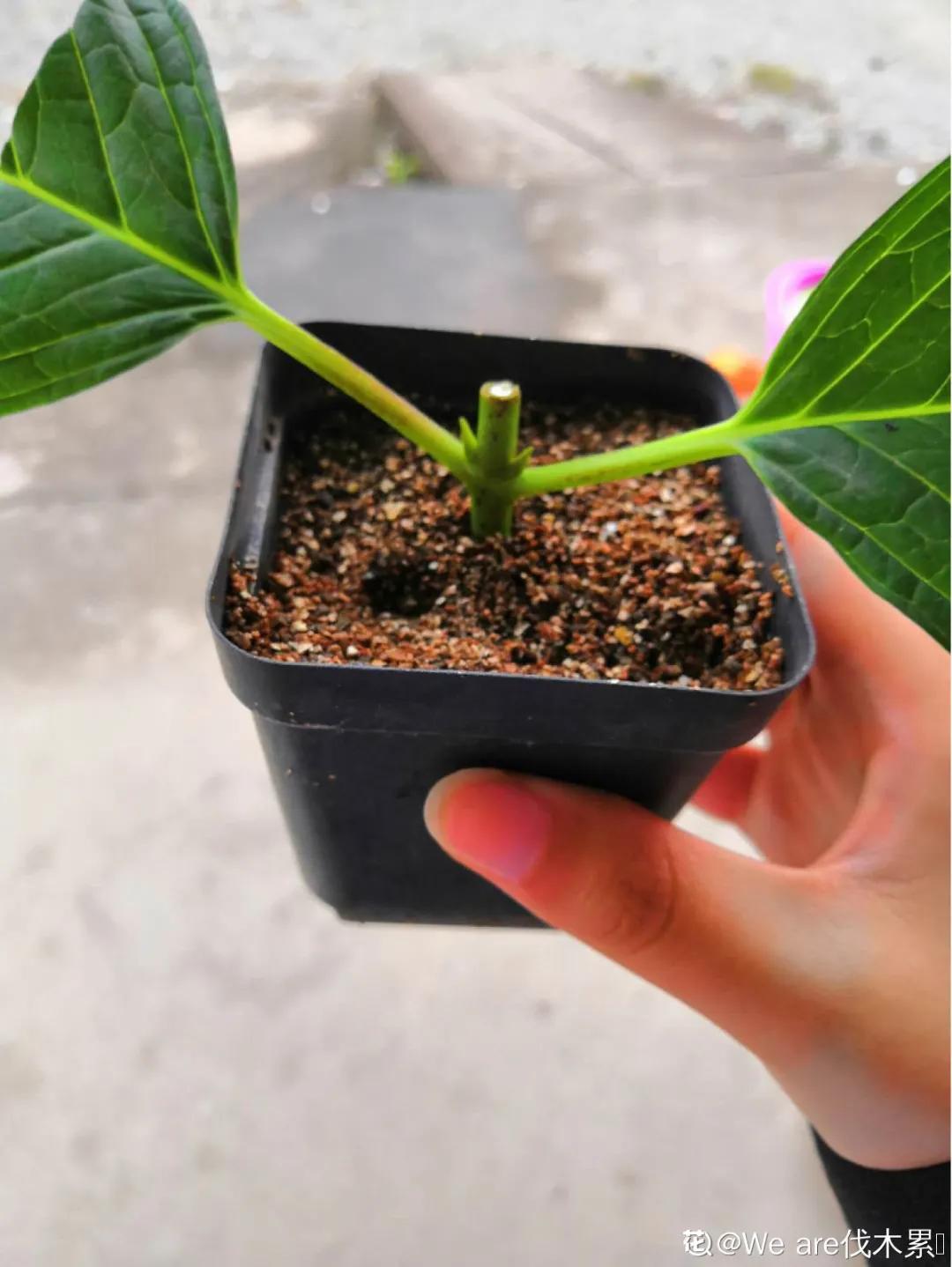 天竺葵怎么扦插容易成活图片,冬季天竺葵扦插怎样成活率高