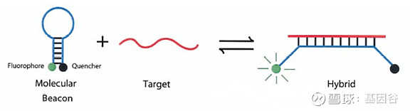 全场硬菜！分子诊断技术全解析