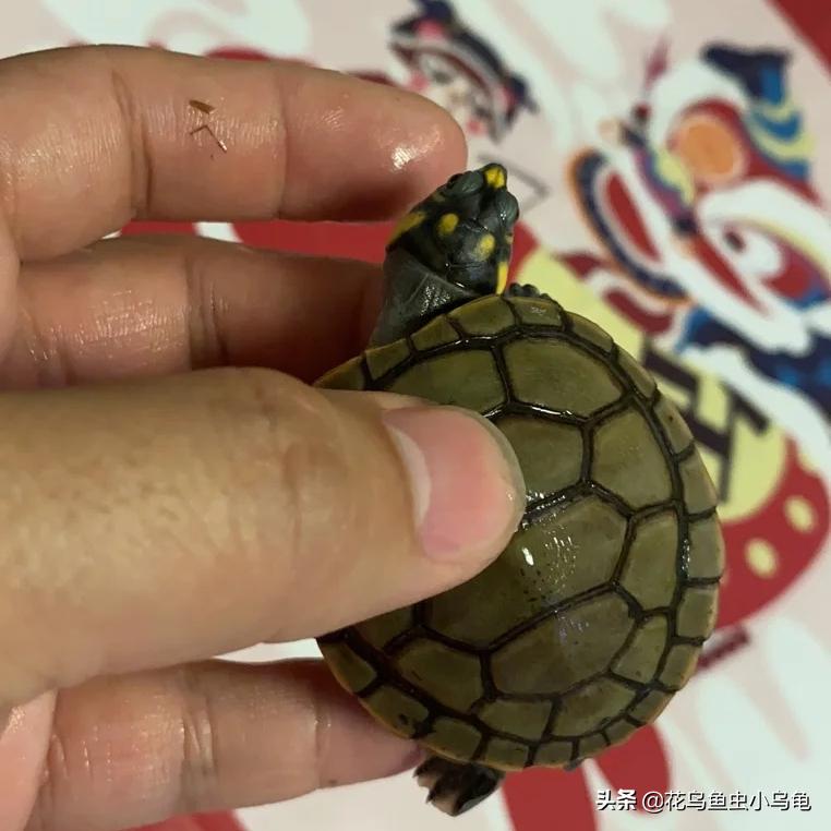 最容易养的乌龟是哪种乌龟,最容易养的乌龟是哪种品种