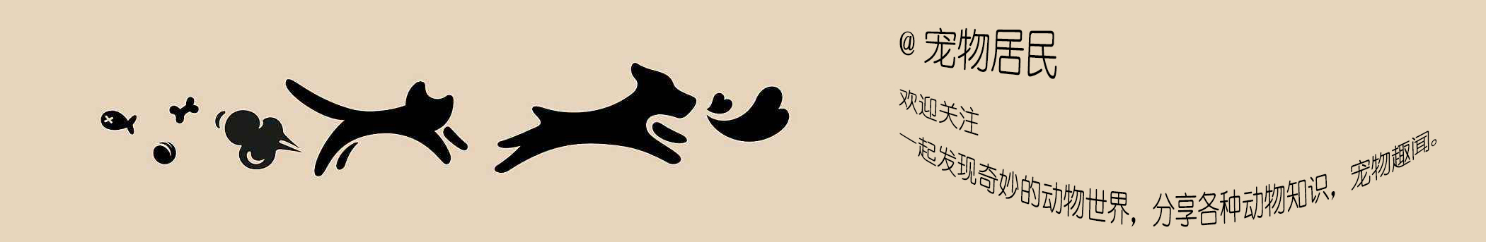 牛头梗幼崽好养吗,牛头梗在哪些地区不禁养