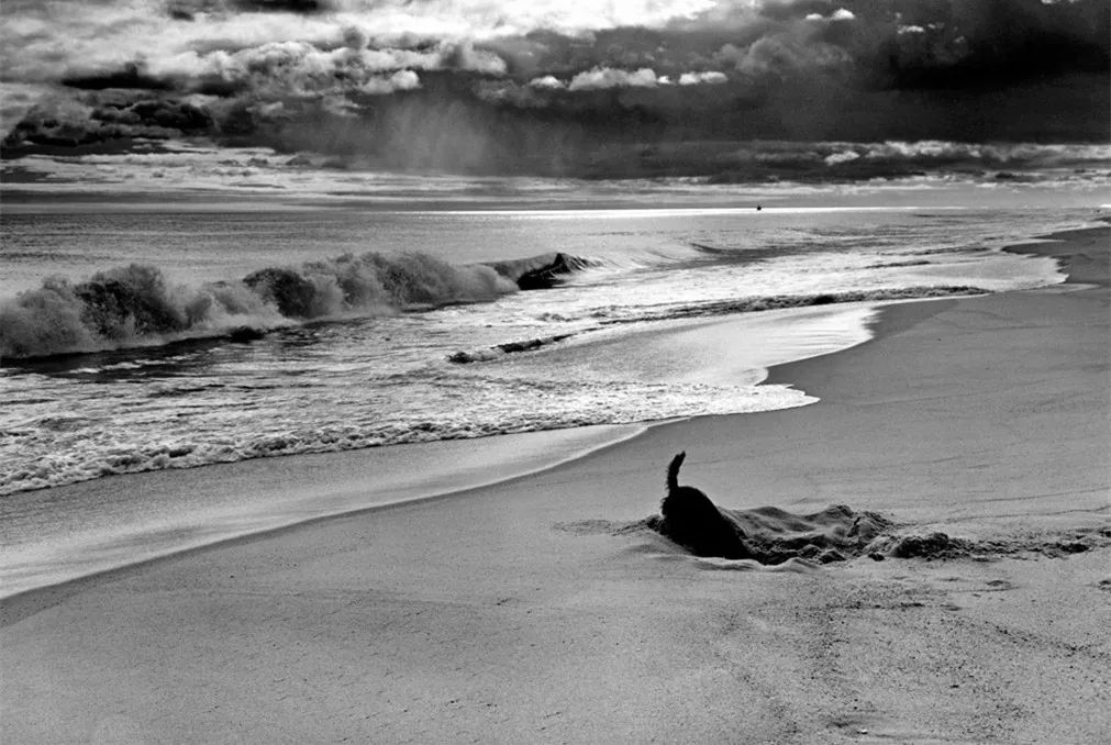 犬的记忆｜世界摄影经典