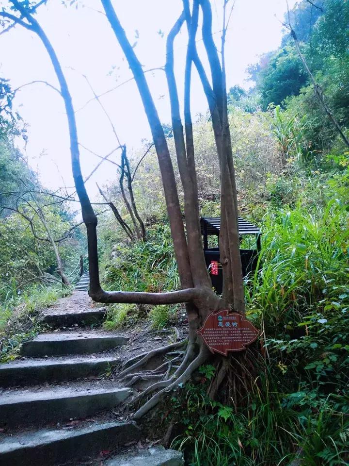 平江碧龙峡景区值得去玩吗,平江碧龙峡全长多少公里