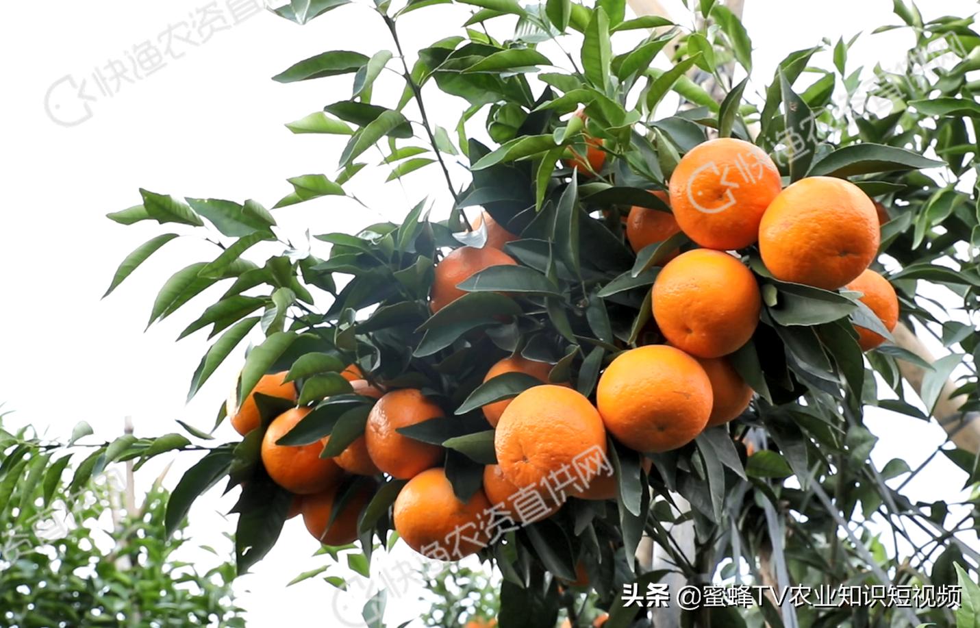 柑橘无法自然着色自然增甜,柑橘快速增甜着色方法有哪些