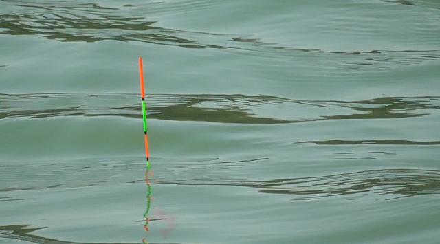 妄想山海鲮鱼成熟后怎么进阶,钓鲮鱼1.5主线0.8子线可以吗