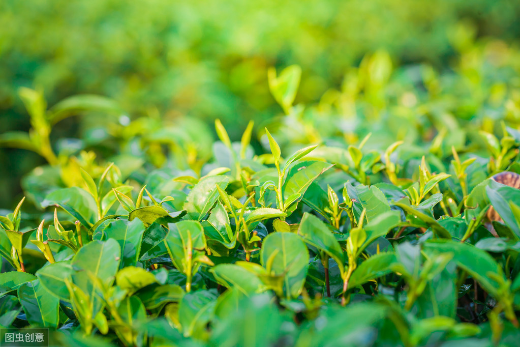 湖州青山绿水地方,为什么会选择安吉绿水青山