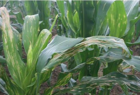 玉米叶斑病最好防治方法,玉米弯孢霉叶斑病防治方法