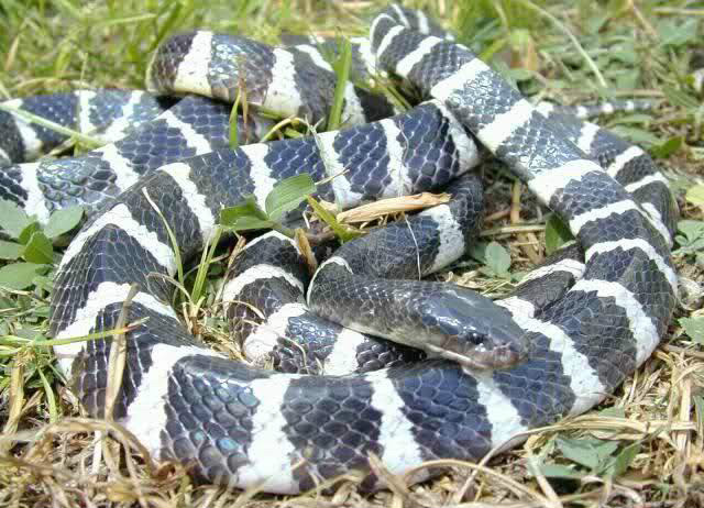 安徽工地发现一条剧毒眼镜蛇,野外银环蛇咬伤事件