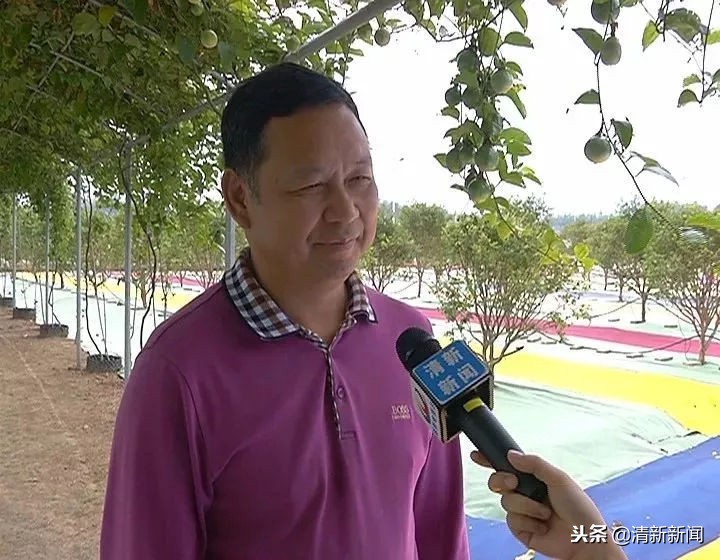 神奇!太平金门有种长在树干上的果子!