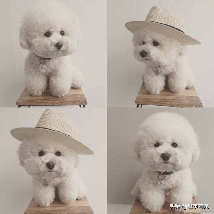 有型有款比熊犬，Part1——它最大的特点是什么？