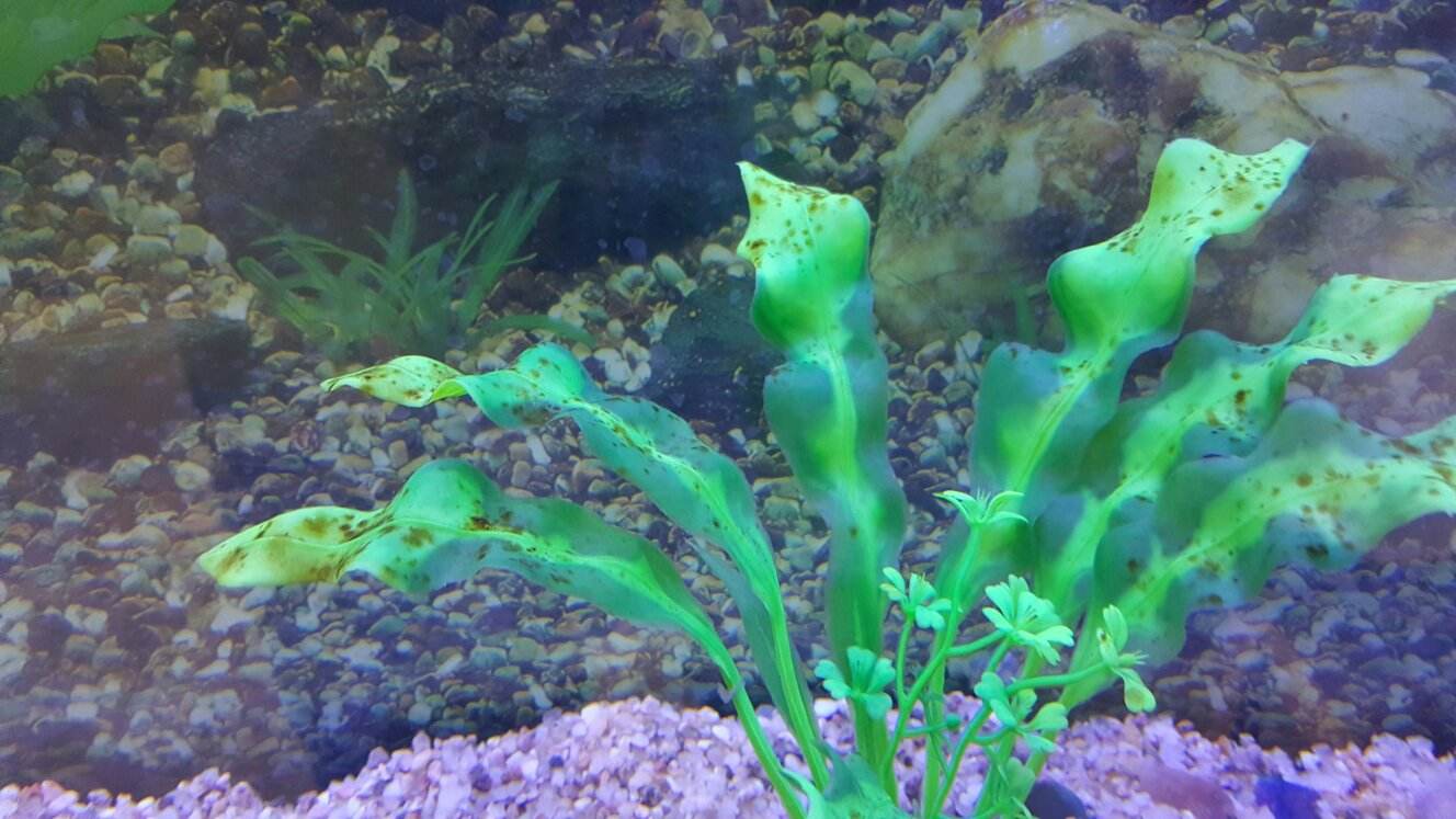 鱼缸能用塑料水草吗,塑料水草怎么消毒