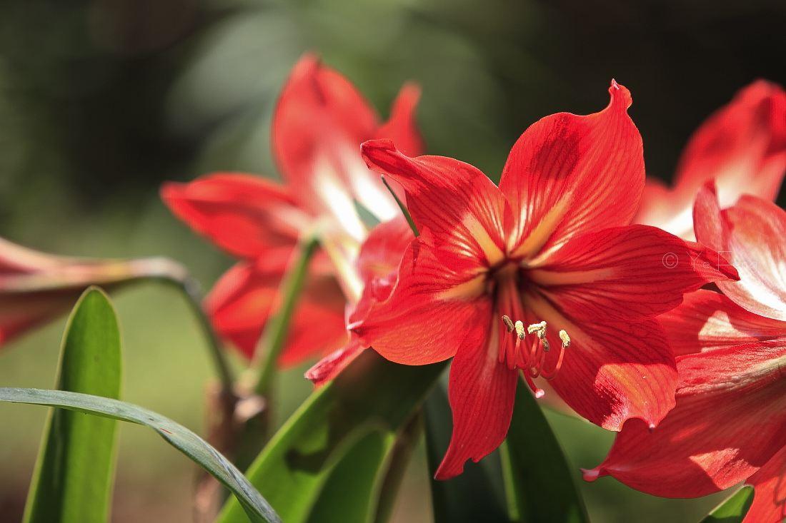 想要朱顶红种球恢复,叶片是关键,养护注意几点,避免叶片倒伏