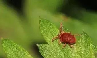 春季园林绿化工作简报,园林绿化春季修剪方案