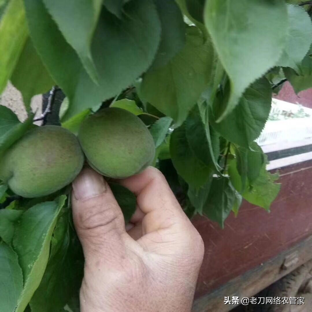 芸豆果实炭疽病的防治,李子树炭疽病和褐腐病防治