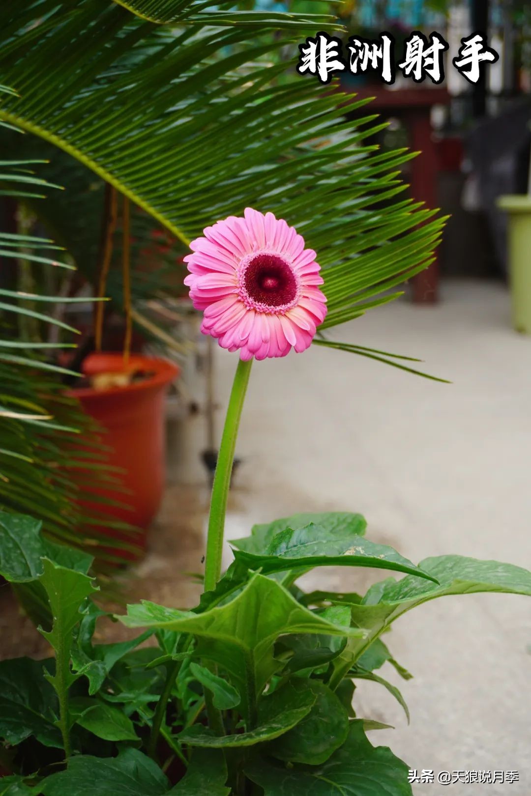 不用再羡慕别人家的院子,庭院养护全攻略