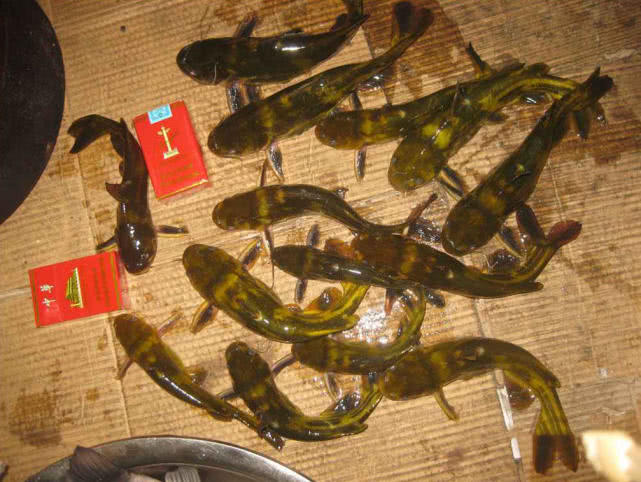 春季钓黄颡选位最佳时间,钓黄颡的最佳时间