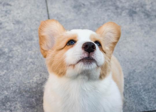 狗子疫苗怎么打避坑,狗子每年都要打疫苗吗