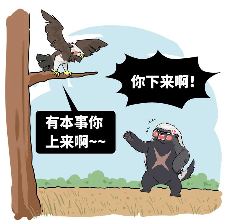 非洲大地最狂动物，动物园里连狮子毒蛇都有，偏偏没有它平头哥